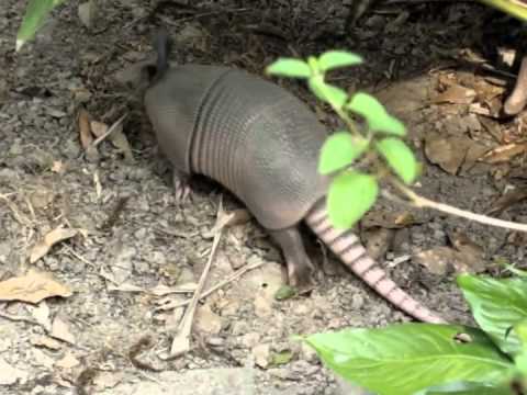 How to Catch an Armadillo - YouTube