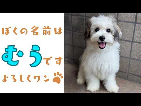【お迎え初日】生後155日のビションフリーゼ✖パピヨンの子犬をお迎えしました~