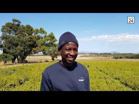 Building the Great (Spekboom) Labyrinth of Africa