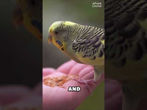 Is a parakeet a parrot? #shorts #animals #animalkingdom #birds #parrots #parakeet