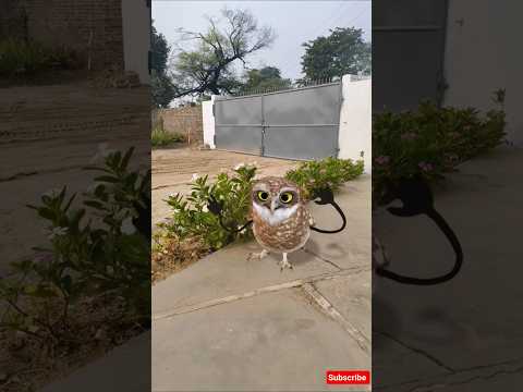 🦇FUNNY Owl Dances Better ThanYour Cat#owl #dance#catdance#cat #funny#memes#love #comedy#viral#shorts