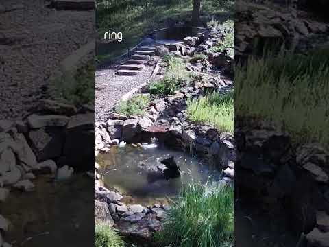 Just a baby bear enjoying his swim 💦
