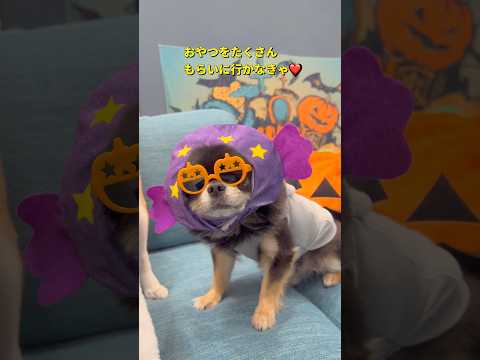 癒やしの柴犬とチワワ｜キャンディチビのショート動画 サムネイル