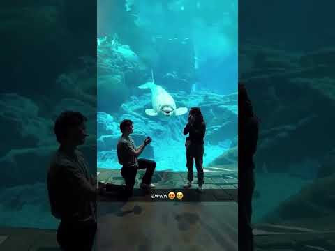 #AICat #AIAnimation #CatCartoon #EmotionalCat #Cat5Cartoon #lunathecat #CatShorts #viral