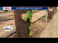 మేలైన మిరియాల రకాలు సాగులో మెళకువలు | Pepper Cultivation | Matti Manishi | 10TV News  - 07:00 min - News - Video