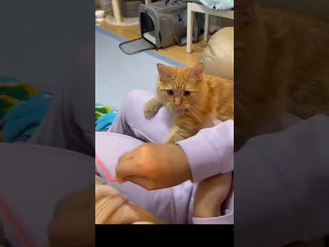 ストローが大好きな子猫はこちら　サイベリアンの女の子 #cat #子ネコ #猫のいる暮らし #ネコムート #ねこ #好きな子猫 #猫のいる生活 #しゃむねこ #子猫 #ネコガミ