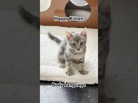 Happy Kitten Body Language 00:00 Happy Kitten Body Language
Blog_ https_//rndmbits.blogspot.com/2025/06/happy-kitten-body-langu