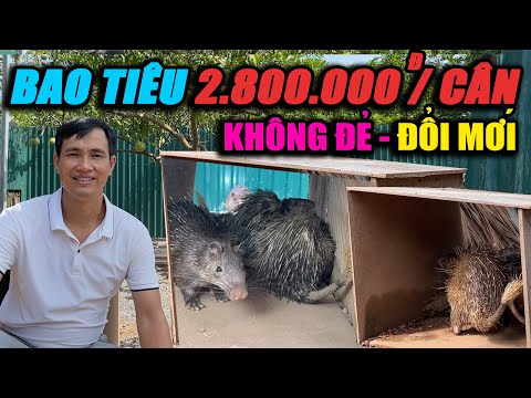 BAO TIÊU GIÁ XUẤT KHẨU GIÁ 2.800.000Đ KHÔNG ĐẺ ĐỔI MỚI | CHANNUOI.NET