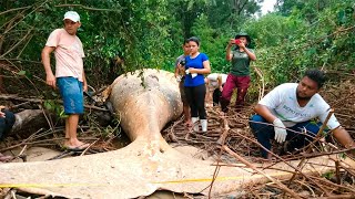 Огромный Кит Загадочным Образом Оказался в Джунглях Амазонки
