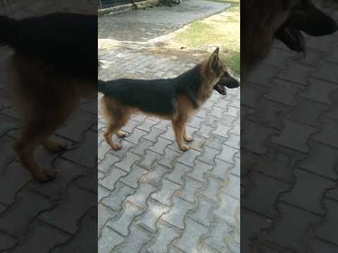 GST dog attack mood #trending #germanshepherd #viral #trending
