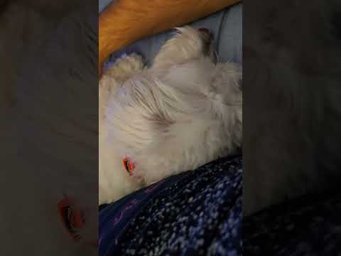#pets #dog #cutedog #shortsfeed #viral #youtubeshorts #adorable #sleepy #havanese #cute #doglove