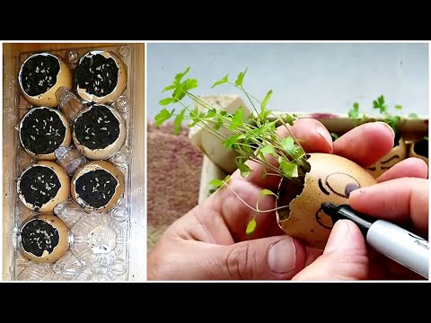 Sıradışı Fikir | Yumurta Kabuklarında Maydanoz Yetiştirme (Yeniden Yüklendi)