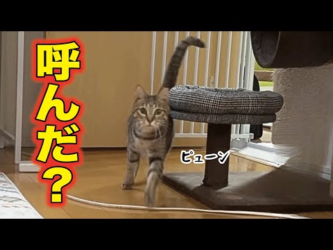 どこにいても飼い主が呼んだら絶対走って来てくれる犬みたいな猫