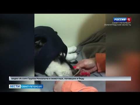 Первые шаги после комы