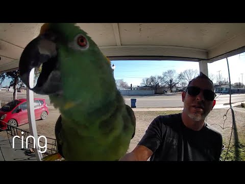 This Man Loves to Show Off His Birds! | RingTV