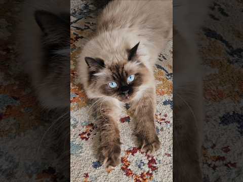 What is my cat doing?#cat #cats #cuteanimal #pets #kitten #funnycats #shorts @Dontstopmeowing