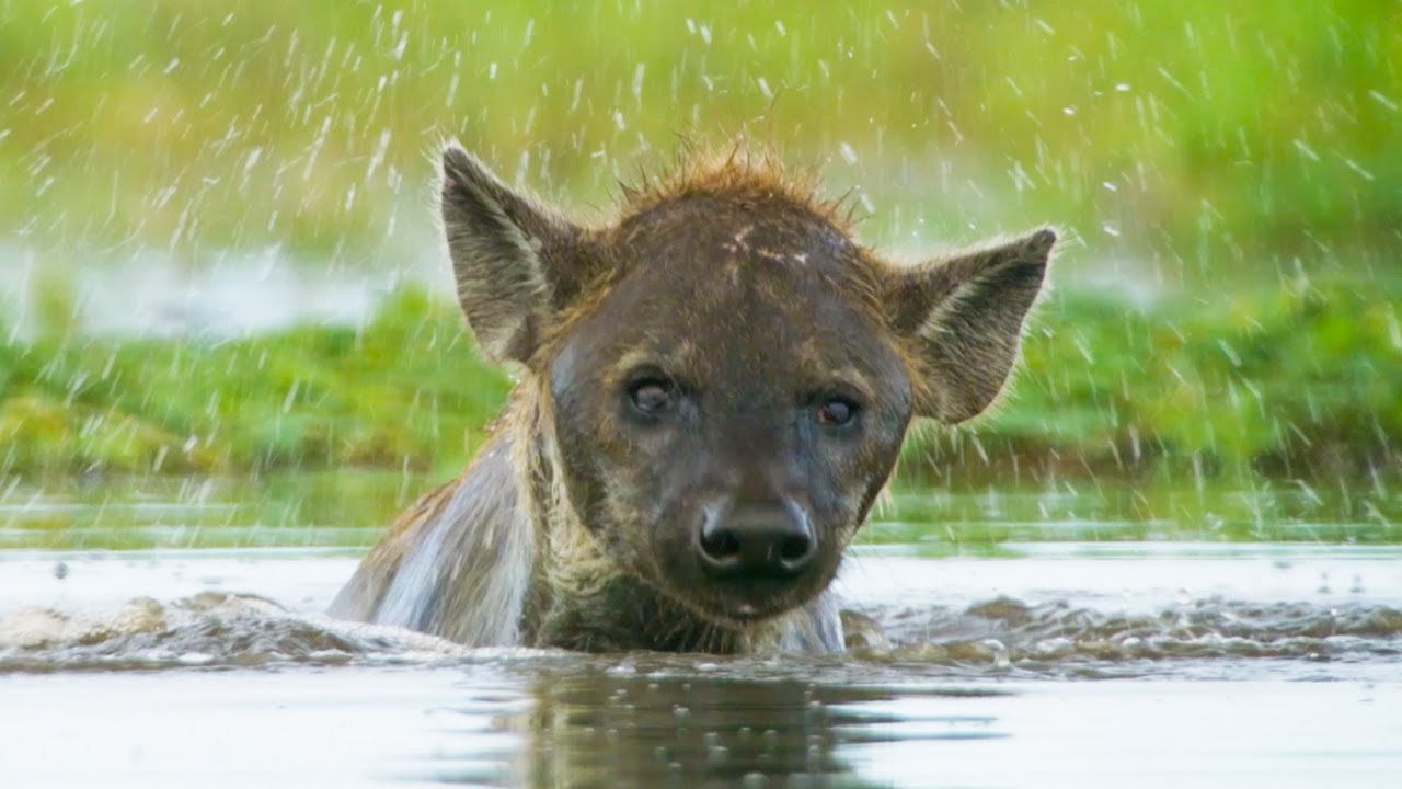 Hyena Sniffs Out a Soggy Supper | Dynasties II | BBC Earth