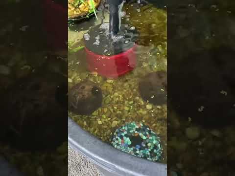 Breeding project for 2025 ￼ outside tubbing. 