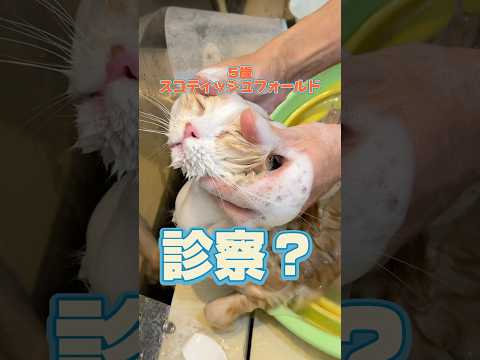 トリミングをしに5歳のスコティッシュフォールドが動物病院にやってきた！