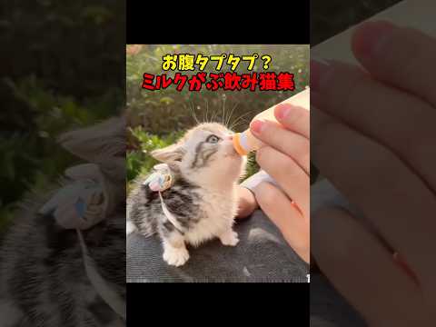 猫の動画サムネイル - たくさん飲んでね❤️ #猫 #cat #cats #cute