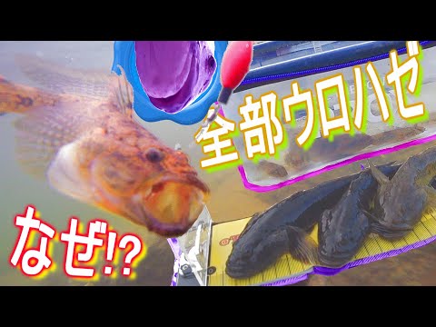 【穴釣り】季節逆戻り？まだウロだらけ旧江戸川!!【ウロハゼ goby】