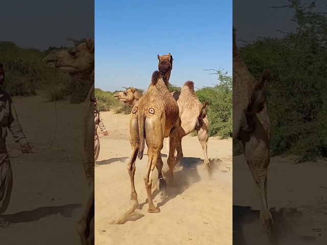 الجمل غاضب