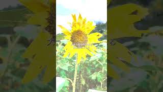 【THE BINARY 夏休みの自由研究】⑤ひまわり