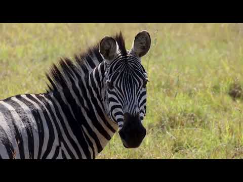Where is the best place to see the Great Migration? | Saruni Basecamp, Maasai Mara