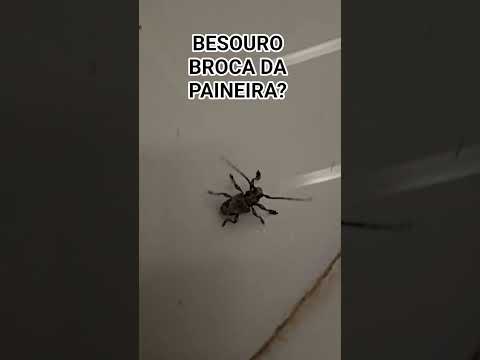 Besouro Broca-da-Paineira🪲? #silk-cotton #borer #beetle #insect