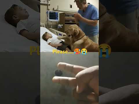 #dog emotional #doglife #dogshorts #doglove #dogvideos #dogsofinstagram #dogtraining #doglife