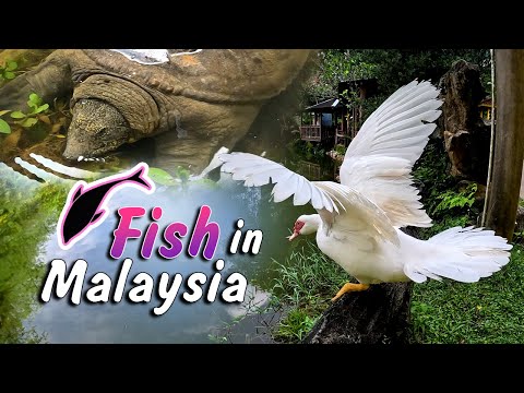 Malaysia Wildlife + Monster Fish in the river Monster fish and wild animals on the island of Malaysia! Can you recognize some of the different spe