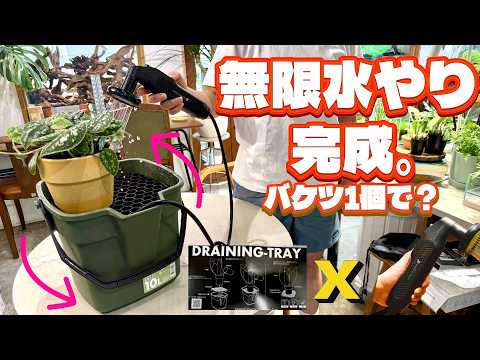 【植物】無限水やり完成!バケツ1個で植物の水やりが完結(植物好きにはたまらないアイテムをご紹介します)