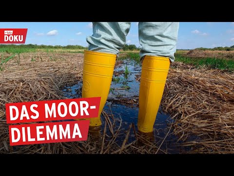 Kühe oder Klimaschutz – wie Moore die Landwirtschaft verändern | Doku | Reportage