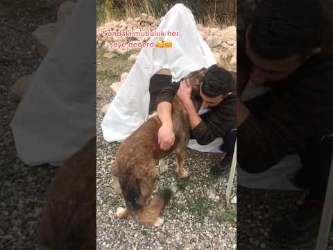 Sondaki mutluluk herşeye değerdi🥰 #shortvideo #köpek #yavruhayvanlar #shortsvideo #anmals #kangal