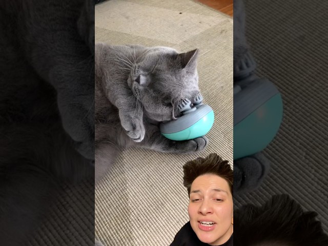 Kedi masaj aletini denedim! Cat massage tool! Kendim aldım,markadan zorunlu reklam #cat #massage