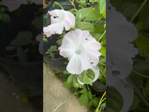 2025年8月26日 アサガオの花の開花状況 サムネイル