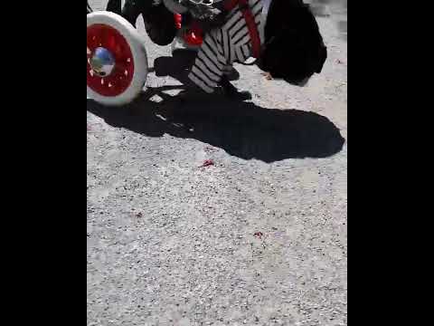 黒パグ小梅🐶突然Uターンをする小梅🐾🐾