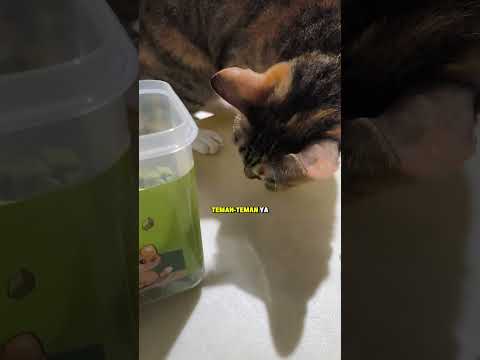 review snack rumput kucing bitya