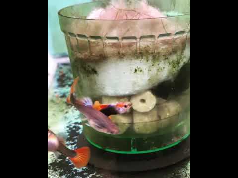 HB red guppies Automatic water change.