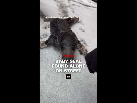 Baby seal found alone on street