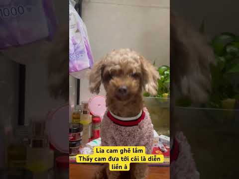 Cho đi làm diễn viên đc ùi 😝 #linhmientay #dog  #xuhướng #thucung #cute