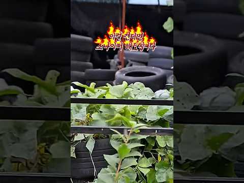 세상이 날 억까한다 ㅎ..X발 이래도 스나이퍼가 쉽다고? #airsoftfail #꼬접각 #에어소프트게임