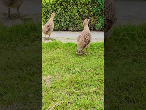 teetar voice 🔥#viral #foryou