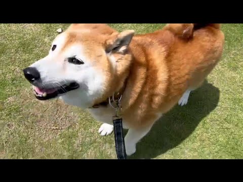 犬の動画サムネイル - 柴犬福 散歩中の柴犬😍Shiba-Walk😍