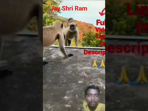 #monkey #animals #funny #comedy #facts #cute #ekmotahathighumechala #harekfriendkaminahotahai