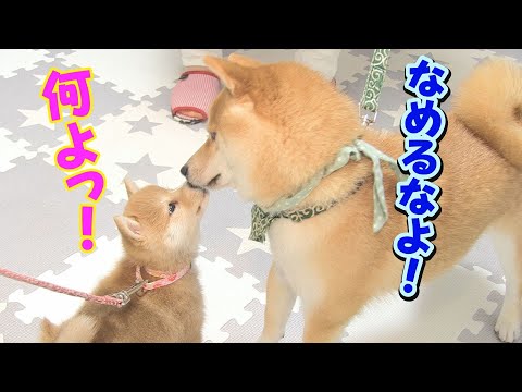 子犬を拒み続けてきた先住犬とドキドキの対面。どうなる？