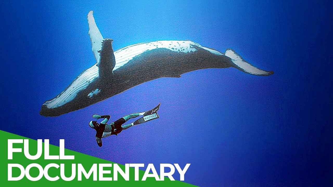 Adventure Ocean Quest | Full Series | Free Documentary Nature