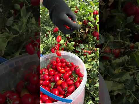 Помідорова казка 🍅