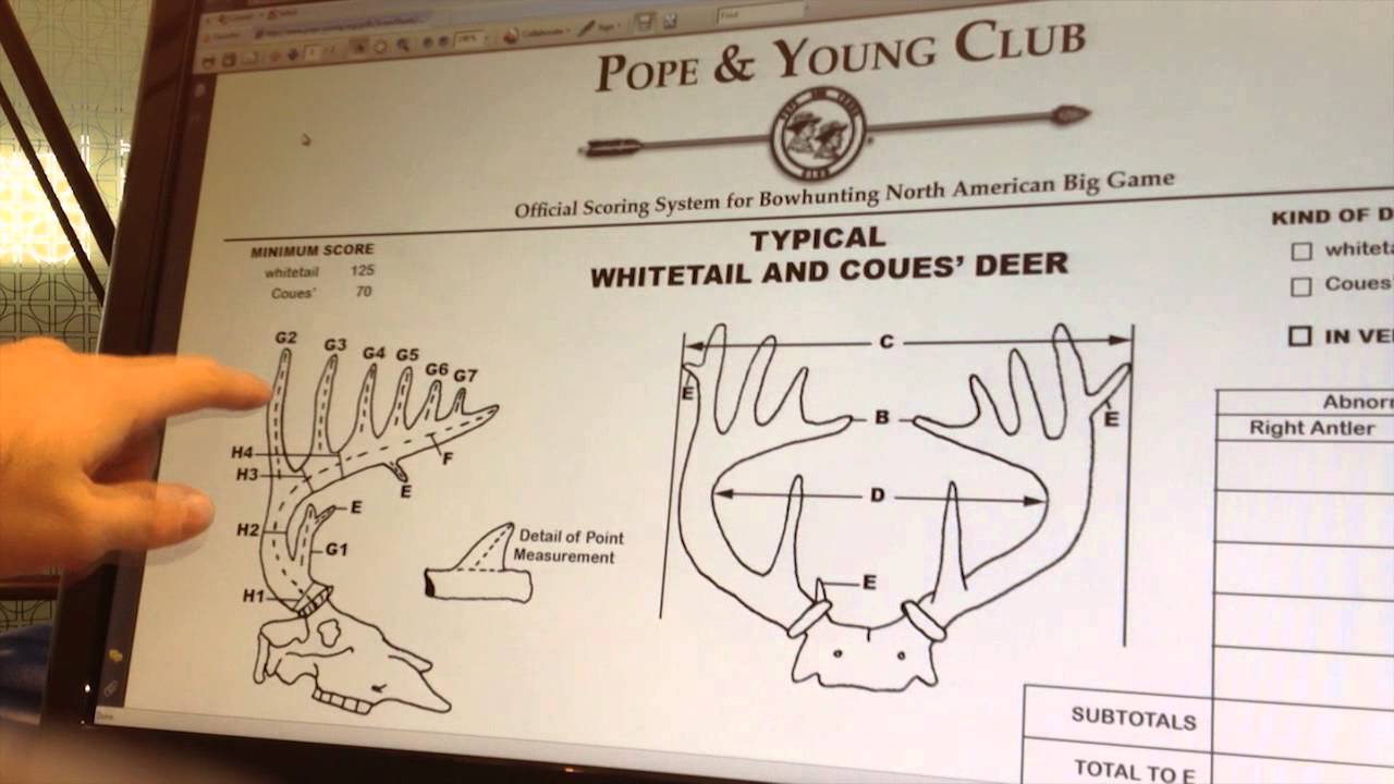 How To Score A Whitetail Deer YouTube