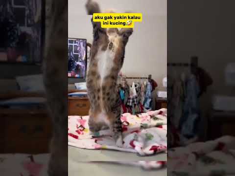 kucing lucu #cat #funny #kucinglucu #kucing #shots